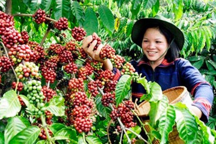 Немного о кофе и путешествиях на кофейные плантации