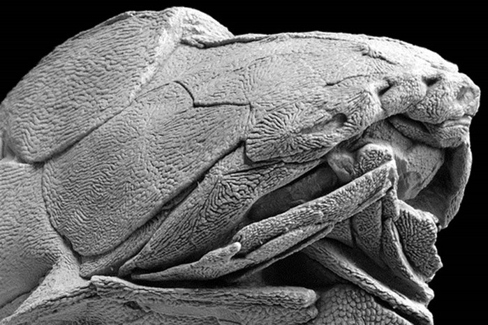 Ученые установили, что первое лицо на Земле было у древней рыбы