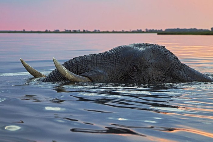 Фотографии животных за неделю: рождение цикады, плывущий слон и другие