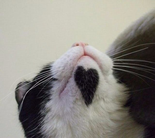 cat with heart-shaped goatee picture (640x572, 184Kb)
