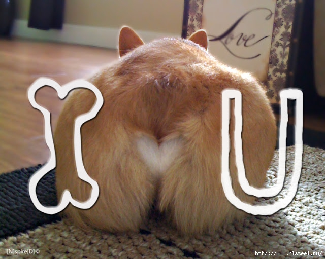 3925073_gerbil_ass_heart_picture_happy_valentines_day (640x511, 197Kb)