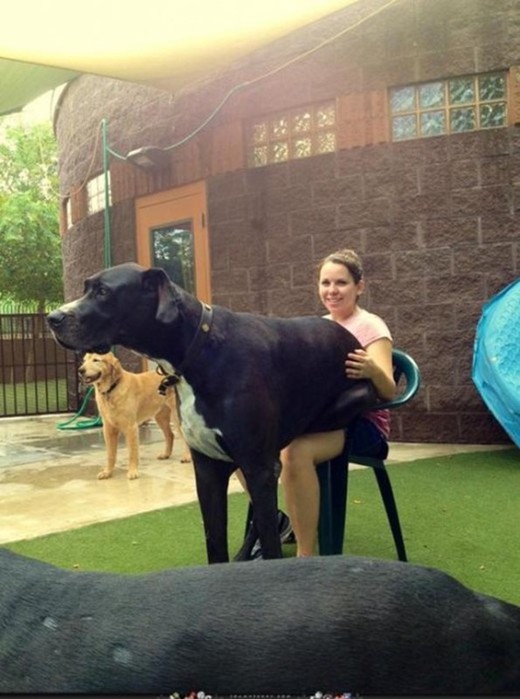 Фото: 20 огромных собак, которые все еще щенки в душе