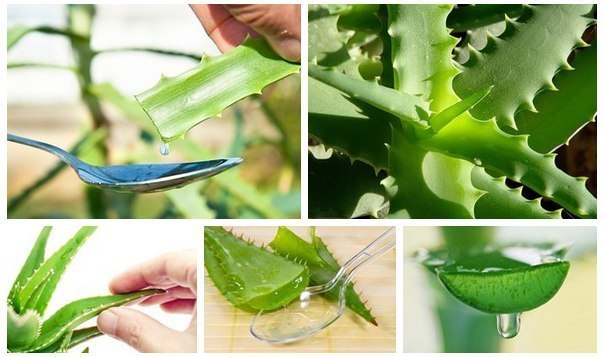 5988810_PROVERENNOE_VREMENEM_LEChENIE_SOKOM_ALOE (604x357, 54Kb)