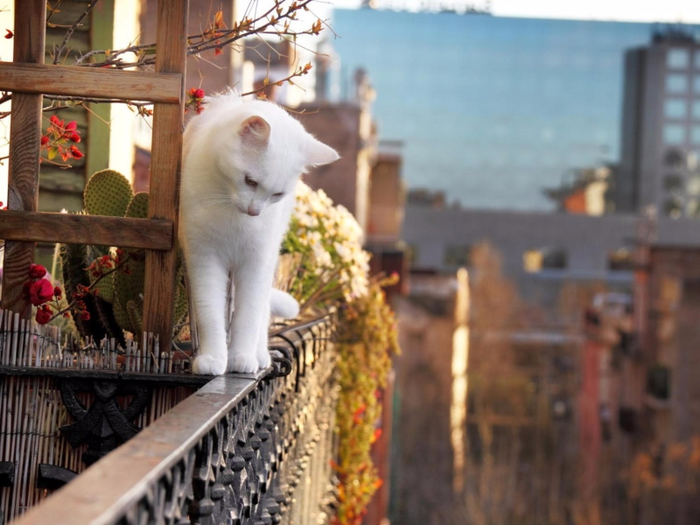 Cat-On-Balcony-800x600 (700x525, 358Kb)