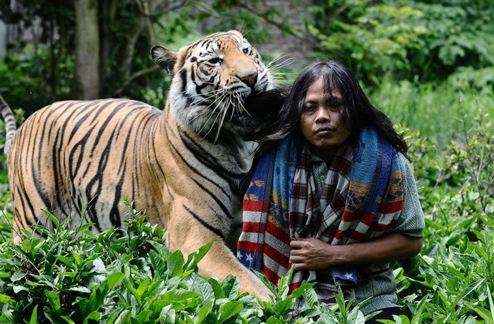 Тигр талисман живет в школе Индонезии: ласковый, как котёнок!