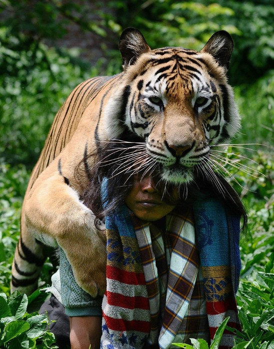 Тигр талисман живет в школе Индонезии   Ласковый, как котёнок!