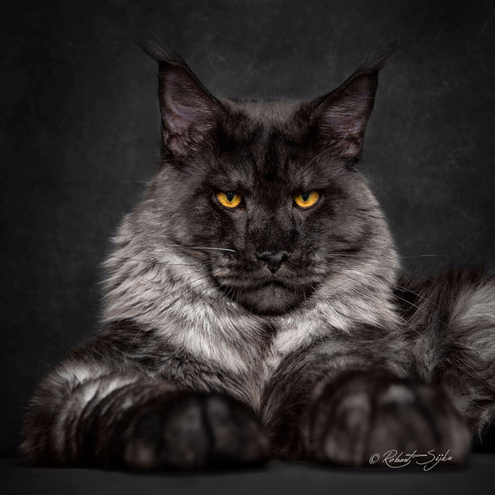 maine-coon-1 (700x700, 290Kb)