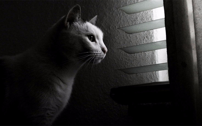 melancholic-cats-24 (700x438, 177Kb)