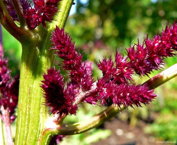 2222299_1426848711_amaranthus_cruentus_foxtail_2 (700x574, 336Kb)