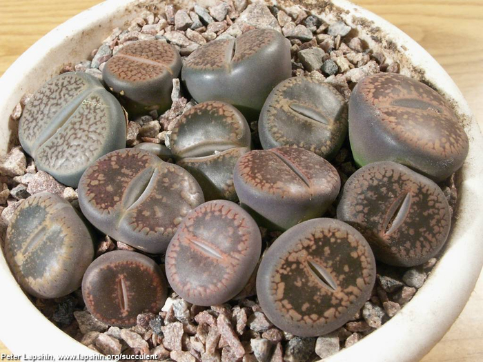 Lithops2917-Lapshin2008 (700x525, 405Kb)