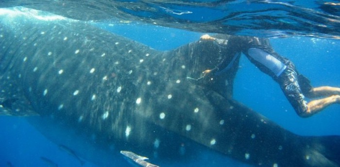 Китовая акула. Самая большая рыба в мире