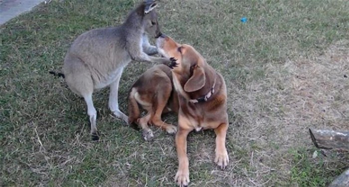 Кенгуру влюбилась в собаку   видео странной любви животных