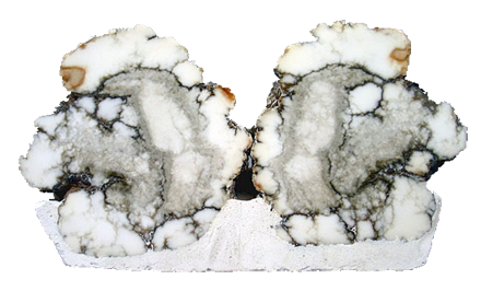 howlite-cut-in-half (440x266, 170Kb)