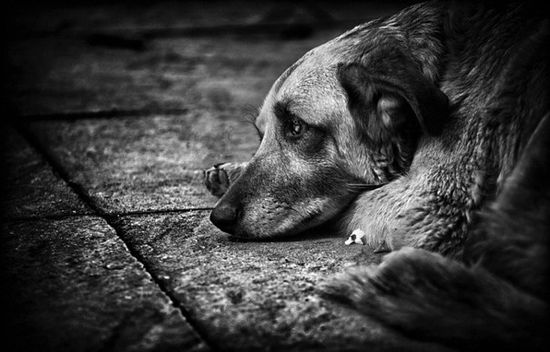 6120542_35298139 (550x352, 37Kb)
