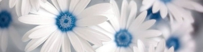 white-flowers-for-bouquets-3-background-wallpaper (700x180, 27Kb)