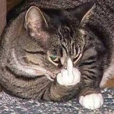 5326834_swearing_cat (400x400, 40Kb)