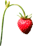  kit_strawberry fairy(04)DE (326x450, 274Kb)