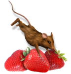  kit_strawberry fairy(06)DE (502x520, 276Kb)