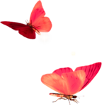  kit_strawberry fairy(38)DE (482x500, 195Kb)