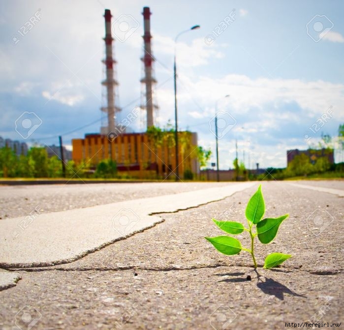 7033236-Young-plant-makes-the-way-through-asphalt-on-city-road--Stock-Photo (700x672, 229Kb)