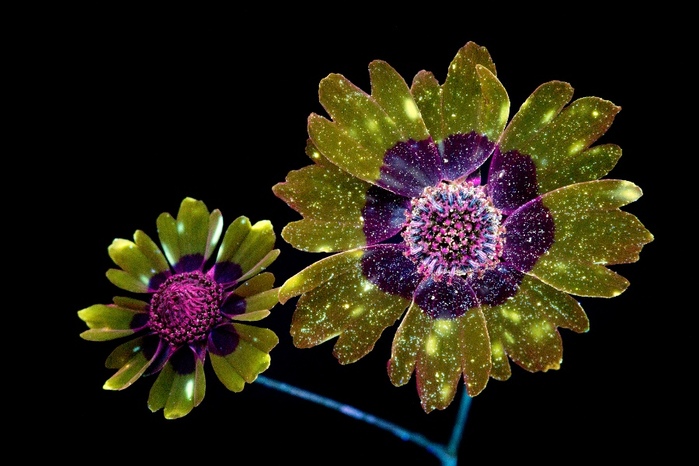 6108242_craig_burrows_fluorescent_flowers_1 (700x466, 112Kb)