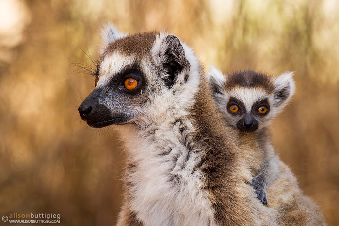 011-ring-tailed-lemur-berenty-madagascar (700x466, 343Kb)