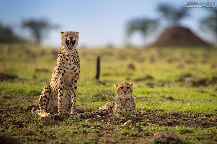 cheetahs-masai-mara-kenya-_mg_2434 (700x466, 390Kb)