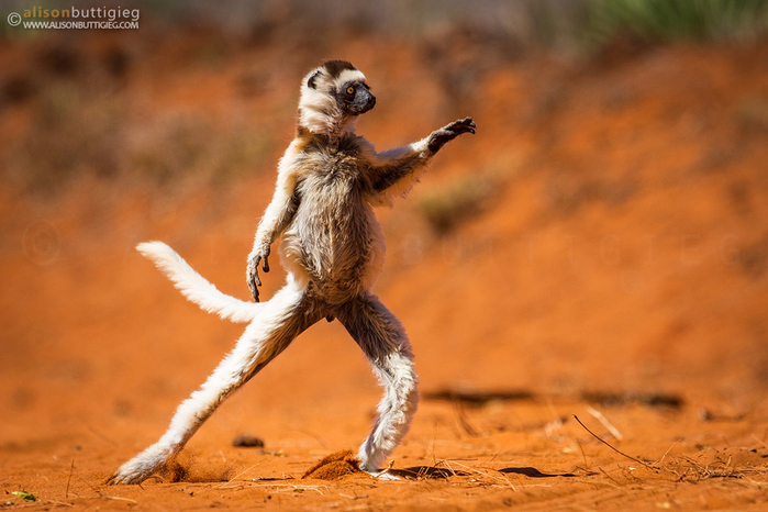 MG_3405-verreaux-sifaka (700x466, 377Kb)