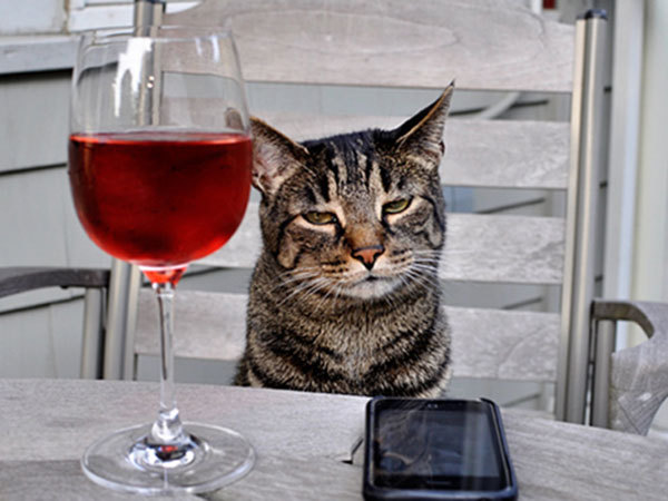 133071824_Catwine.jpg