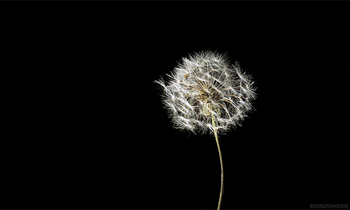 image (500x300, 2761Kb)