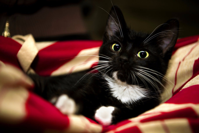 114067__red-kitten-sweet-paw-cat-blanket-white-pet-black-animal_p (700x466, 261Kb)