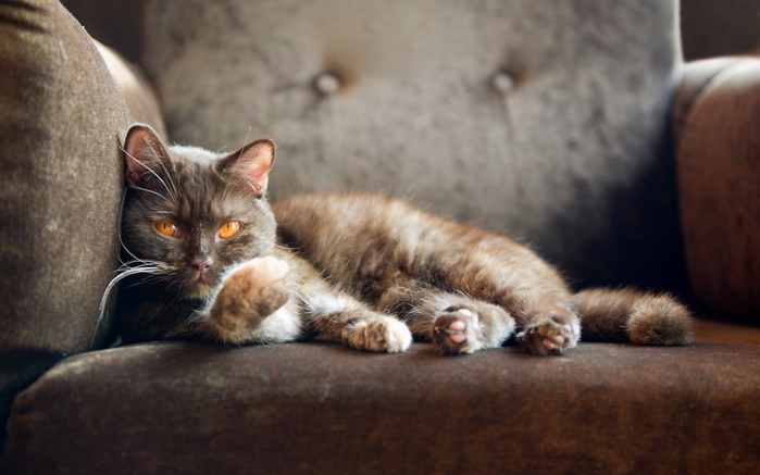 184696__cat-a-british-cat-british-shorthair-a-chair-watching_p (700x437, 253Kb)