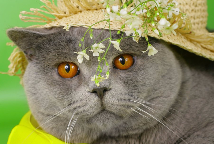 135367__cat-brit-british-white-face-eyes-yellow-hat-flowers-cat-cat_p (700x469, 325Kb)