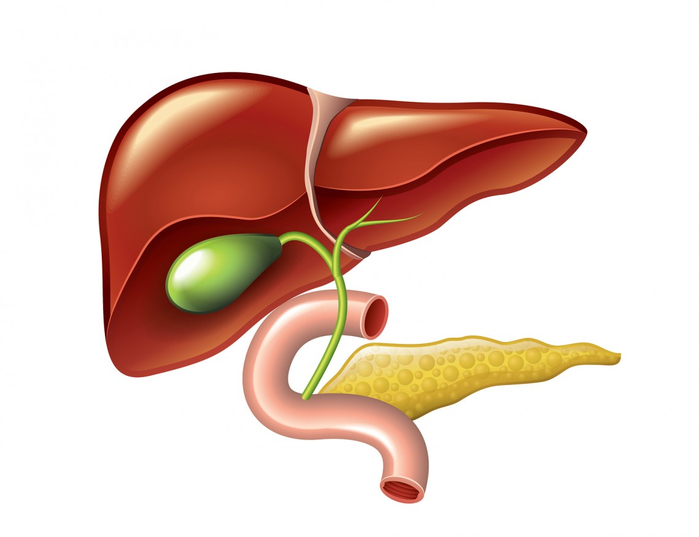 Human-Liver-Gallbladder-Pancreas-1140x876 (700x537, 155Kb)
