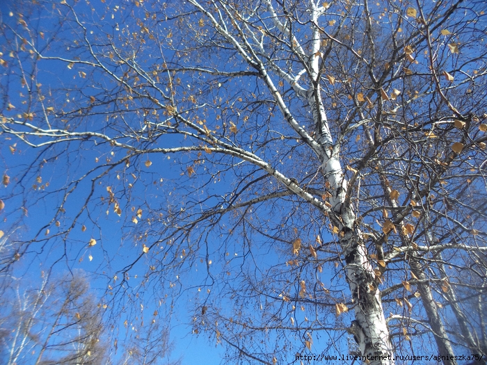 DSC09062 (700x525, 474Kb)