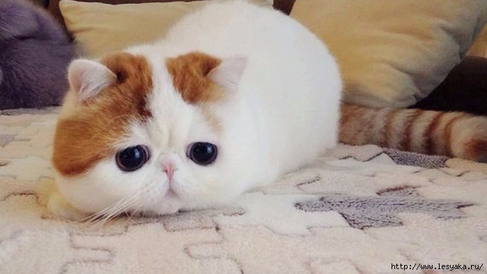 most_popular_cat20 (700x393, 159Kb)