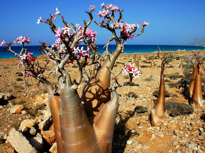 5761439_socotra_23 (683x512, 181Kb)