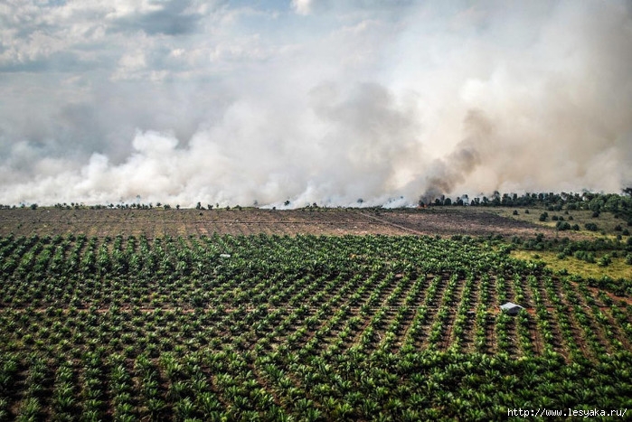 Как уничтожают леса и производят пальмовое масло: фотоотчет из Индонезии!.  Обсуждение на LiveInternet - Российский Сервис Онлайн-Дневников