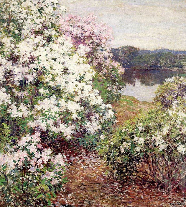 Mountain Laurel. (631x700, 682Kb)