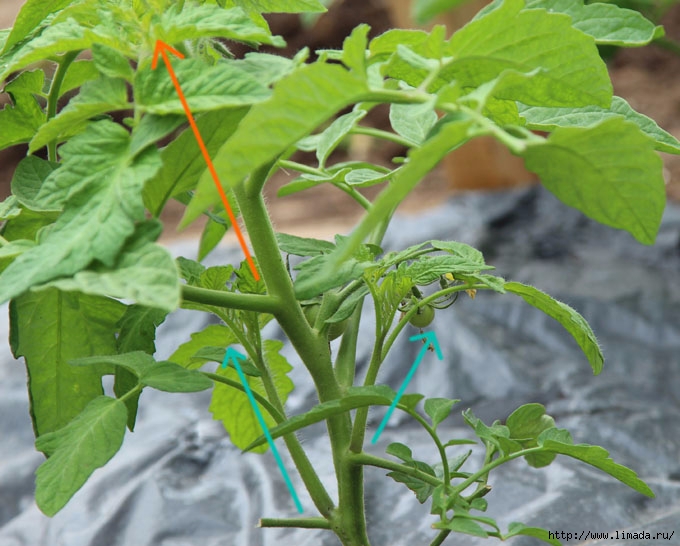 grow-tomatoes-5-secrets-apieceofrainbowblog-20 (680x546, 233Kb)