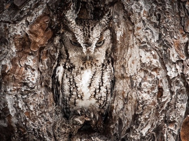   National Geographic2 (650x487, 399Kb)
