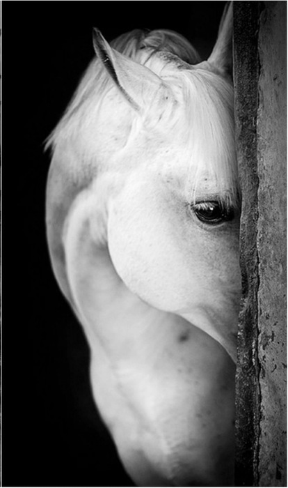 ФотоYasin Hassan.jpg2 (414x700, 56Kb)