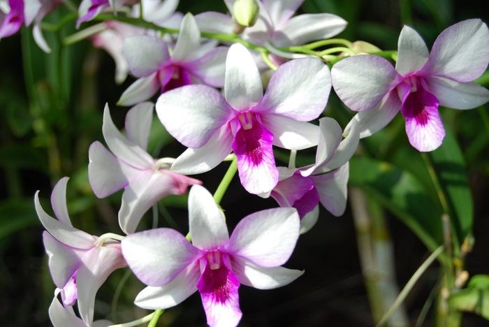 orquideas-blancas (700x468, 52Kb)