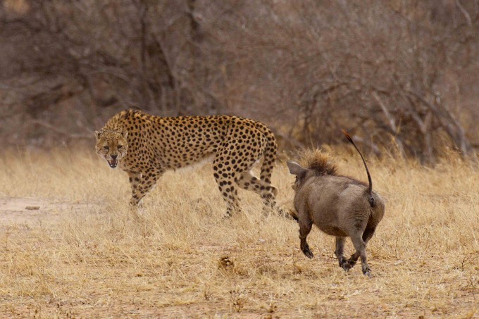 4897960_Warthog_vs_cheetah_www_pixanews3680x453 (680x453, 99Kb)