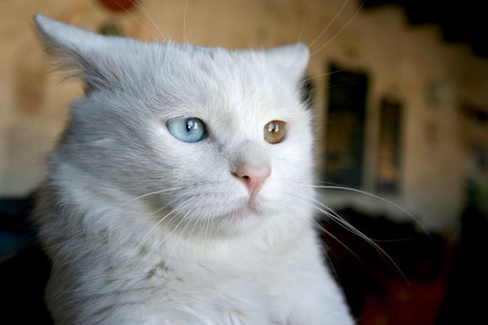 Heterochromia24  /4897960_Heterochromia24 (700x466, 33Kb)