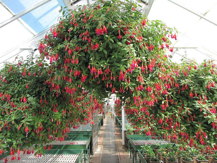 fuchsia-hybrida (700x525, 398Kb)
