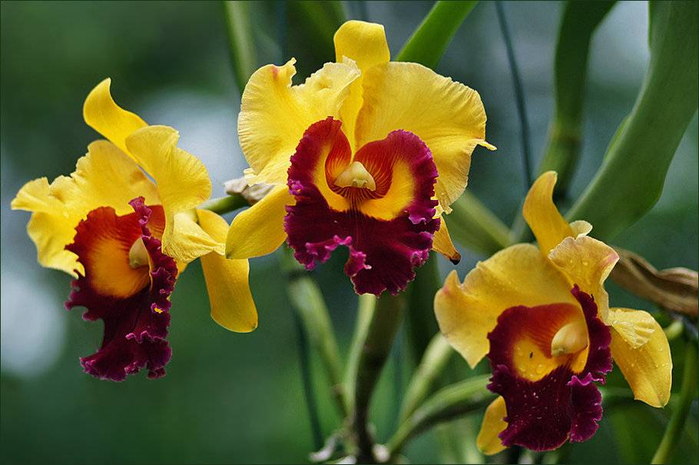 Орхидея-домашняя-фото (700x465, 317Kb)