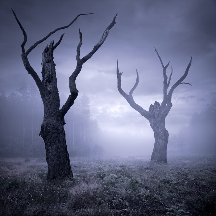 Автор фото Leszek Bujnowski (700x700, 100Kb)