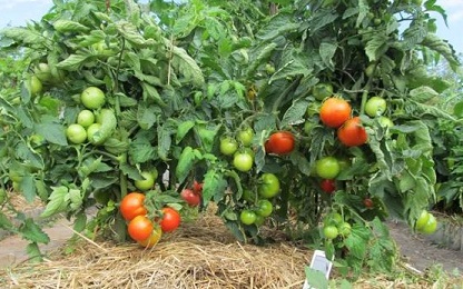 Mulchirovanie-tomatov-v-otkrytom-grunte-i-teplitse (416x260, 168Kb)