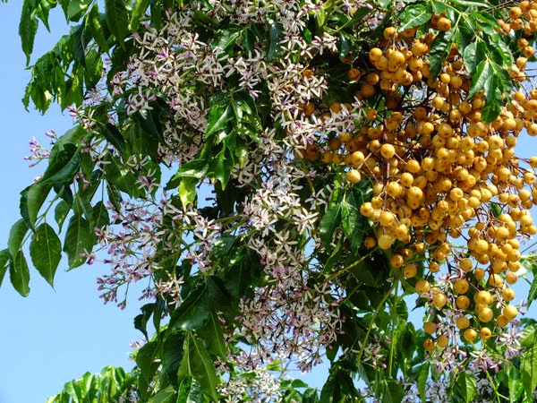 Melia tree berries (600x450, 121Kb)